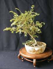 ������