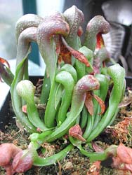 ������������. Darlingtonia. ������ ��������. �������.