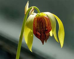 ������������. Darlingtonia. ������ ��������. �������.
