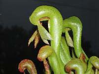 ������������. Darlingtonia. ������ ��������. �������.
