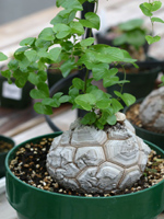 ���������, ���(DIOSCOREA), ������ �������� ��������