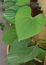 ���������, ���(DIOSCOREA), ������ �������� ��������