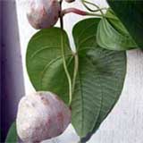 ���������, ���(DIOSCOREA), ������ �������� ��������