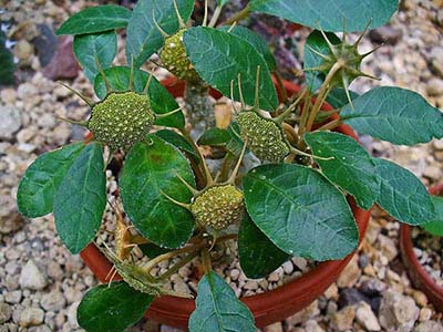 ��������� Dorstenia contrajerva