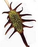 ��������� Dorstenia contrajerva