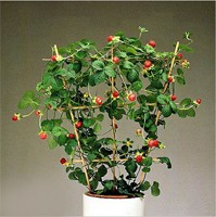 ������� ��������� �������� ��������� Fragaria indica