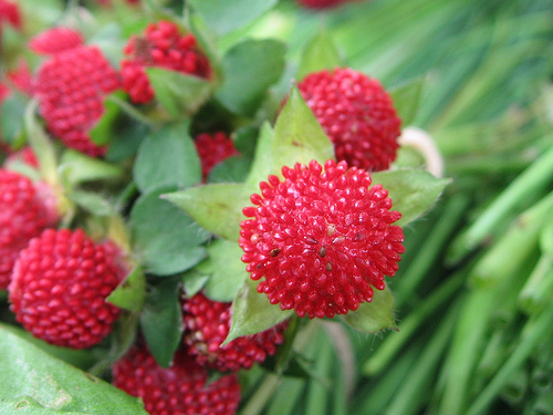������� ��������� �������� ��������� Fragaria indica