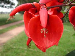 ��������- ���������� ������. Erytrina