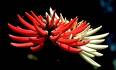 ��������. Erythrina coralloides
