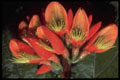 ��������. Erythrina edulis
