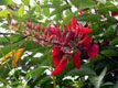 ��������. Erythrina fusca