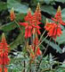 ��������. Erythrina humeana