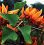 ��������. Erythrina poeppigiana