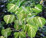 ��������. Erythrina speciosa