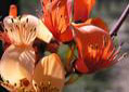 ��������. Erythrina vespertilio