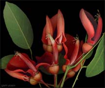 ��������- ���������� ������. ������ ��������� ��������. Erytrina