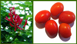 �������� ���������� ������. Erytrina corallodendron