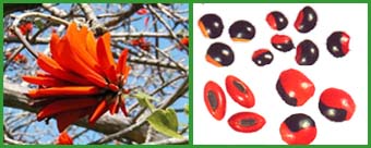 �������� ���������. Erytrina caffra