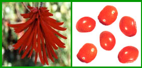 ��������. Erythrina smithiana