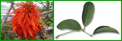 �������� �����������. Erythrina abyssinica