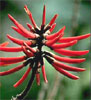 ��������. Erythrina lysistemon