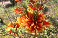 ��������. Erythrina acanthocarpa