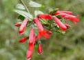 ��������. Erythrina americana