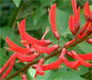 ��������. Erythrina blakei
