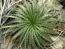 ������ (Hechtia). 