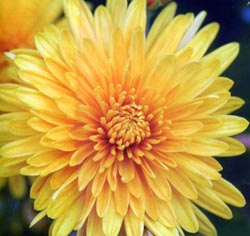 ���������� Chrysanthemum