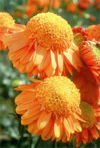 ���������� Chrysanthemum