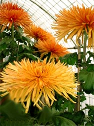 ���������� Chrysanthemum