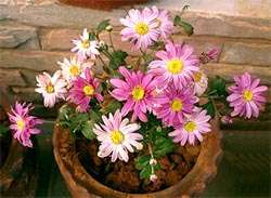 ���������� Chrysanthemum