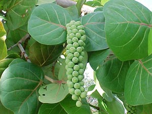 Кокколоба Coccoloba