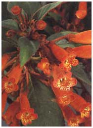 Колерия