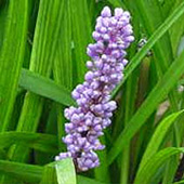 Лириопе (Комнатный мышиный гиацинт). Liriope.