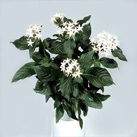 Пентас