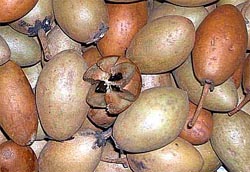 Саподилла