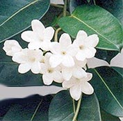 Марсдения (Стефанотис) Marsdenia floribunda (Stephanotis floribunda)