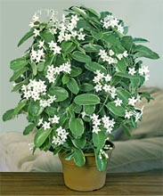 Марсдения (Стефанотис) Marsdenia floribunda (Stephanotis floribunda)