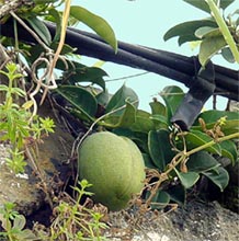 Марсдения (Стефанотис) Marsdenia floribunda (Stephanotis floribunda)