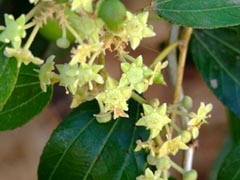Унаби (зизифус) или китайский финик