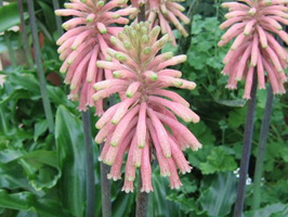 Вельтгеймия (Veltheimia)