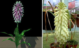 Вельтгеймия (Veltheimia)