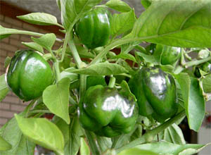 Перец сладкий. Capsicum annuum var. grossum. Перец болгарский