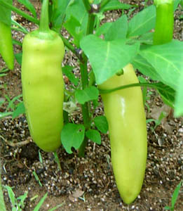 Перец сладкий. Capsicum annuum var. grossum. Перец болгарский