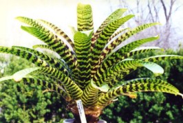 Вриезия иероглифическая Vriesea hieroglyphica