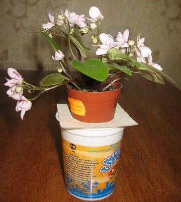 Фитильный полив