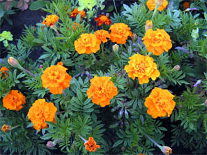 ��������. �������. Tagetes