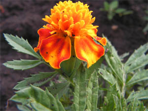 Бархатцы. Тагетес. Tagetes